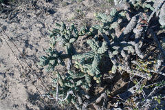 Cylindropuntia cholla