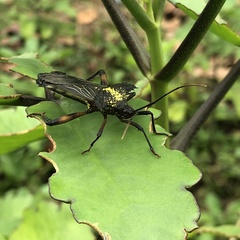 Acocopus