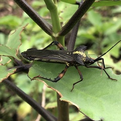 Acocopus