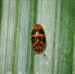 Mycotretus maculatus