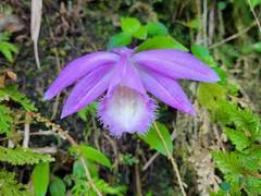 Pleione formosana