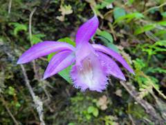 Pleione formosana