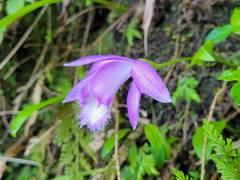 Pleione formosana