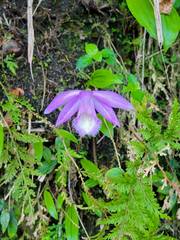 Pleione formosana