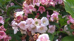 Weigela