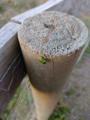 Sinopla perpunctatus