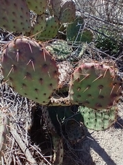 Opuntia