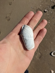 Zirfaea crispata