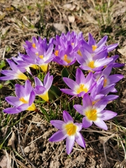 Crocus sublimis
