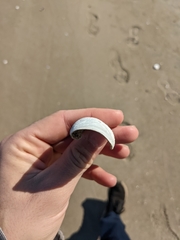 Zirfaea crispata