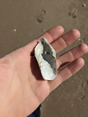 Zirfaea crispata