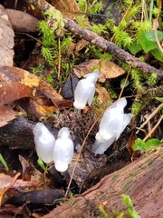 Monotropastrum humile glaberrimum