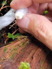 Monotropastrum humile glaberrimum