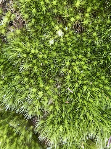 Campylopus fragilis