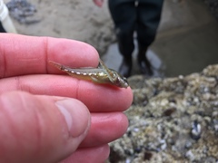 Clinocottus acuticeps