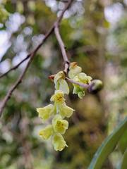 Corylopsis pauciflora