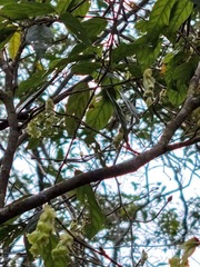 Corylopsis pauciflora