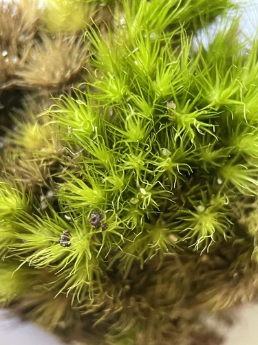 Campylopus fragilis