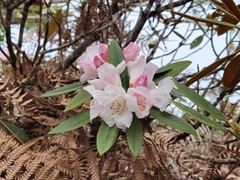Rhododendron hyperythrum