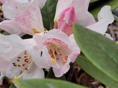 Rhododendron hyperythrum