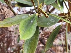 Rhododendron hyperythrum