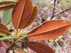 Rhododendron hyperythrum