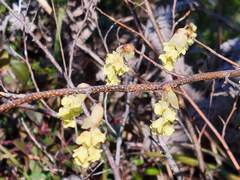 Corylopsis pauciflora