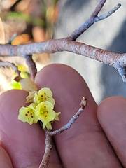 Corylopsis pauciflora