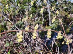 Corylopsis pauciflora