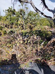 Corylopsis pauciflora