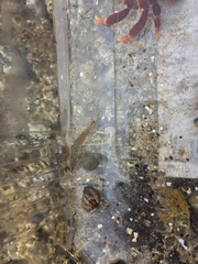 Clinocottus acuticeps