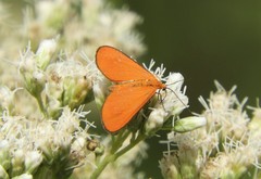 Eudulophasia invaria