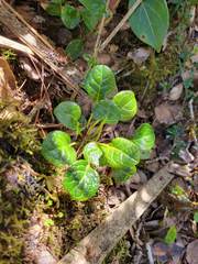 Pyrola morrisonensis