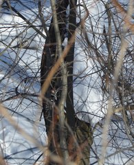 Dendrocopos leucotos