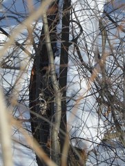 Dendrocopos leucotos