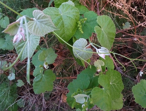 iNaturalist observation photo of desert wild grape