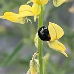 Crotalaria sphaerocarpa