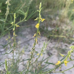 Crotalaria sphaerocarpa