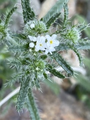 Cryptantha maritima cedrosensis