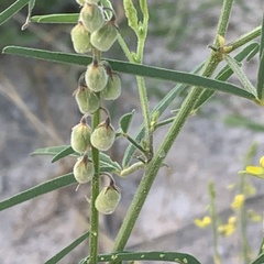 Crotalaria sphaerocarpa