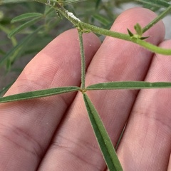 Crotalaria sphaerocarpa