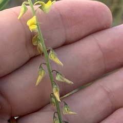 Crotalaria sphaerocarpa