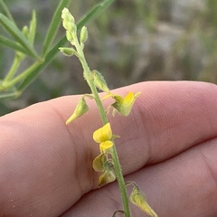 Crotalaria sphaerocarpa