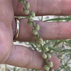 Crotalaria sphaerocarpa
