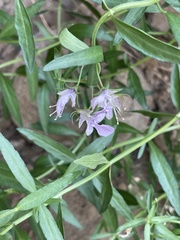 Teucrium glandulosum