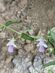 Teucrium glandulosum