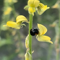Crotalaria sphaerocarpa