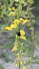 Crotalaria sphaerocarpa