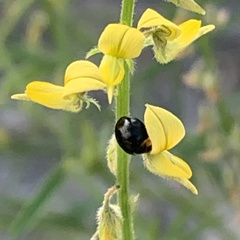 Crotalaria sphaerocarpa