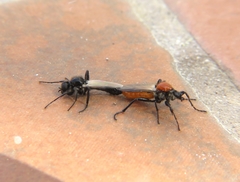 Bibio hortulanus